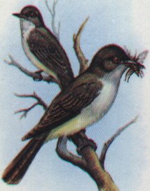 Bild: Vogel