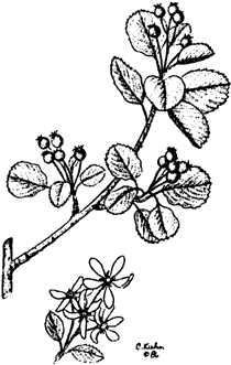 Bild: Beerengew&auml;chs